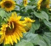 sunflower giant