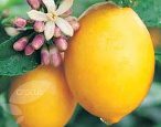 citrus tuscan lemon