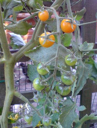 tomato sungold