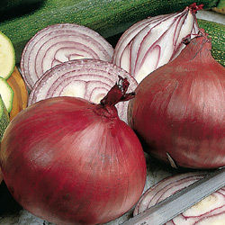 Onion Red Electric