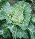 cabbage frostie